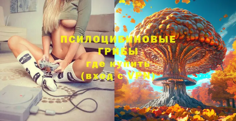 Псилоцибиновые грибы Psilocybe Уссурийск